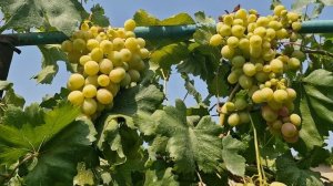 Виноград БАСАНТИ на 11.06.2025г. Южный Казахстан.