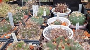 Полив кактусов с разной корневой системой🏵🌵Ответ н?