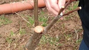 Как ПРИВИТЬ плодовое ДЕРЕВО. Скелетная прививка сливы