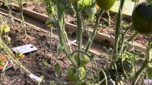 Дегустация, разрез и обзор томатов Софии Сааковой 2025