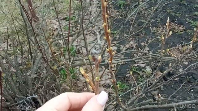 САДОВО-ОГОРОДНЫЙ СЕЗОН 2024 ОТКРЫТ🎉 #садогороддача #garde смотреть онлайн
