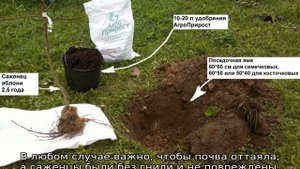 Яблоня Персиянка