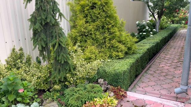 Самшит в моем саду. САМШИТОВАЯ ОГНЕВКА!!! смотреть онлайн