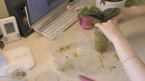 Комнатные растения Цветочные будни Пересадка Обрезка