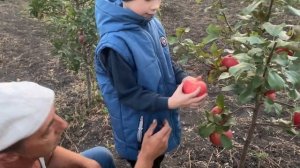 Яблоки сорта Хани Крисп. Наш сигнальный урожай в 2023 го?