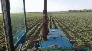 Окучивание подсолнечника.