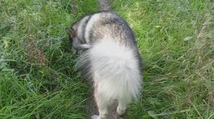 Славный мишка 🤗🐾🐺 Alaskan Malamute 07.09.2025 VID_20250908_191411_249