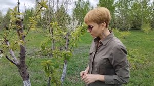 Как пересадить крупное дерево?