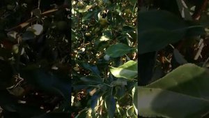 Прививки яблонь на подвои сеянцы