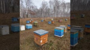 осенняя обработка пчёл.