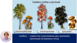 Биология, 10-й класс, Царство Грибы. Отдел Базидиомицет?