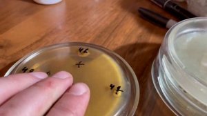 Опять о биопрепаратах и серой гнили.