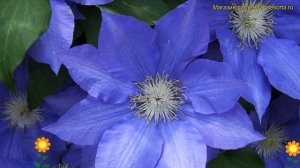 Клематис Блю Котильон. Краткий обзор, описание характ?