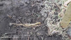 Шелковица: обрезаем и выкапываем