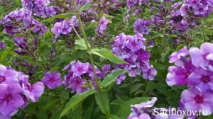 Флокс Шторм, селекции Борисовой В.Г.