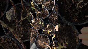 Заносим на хранение крупнолистные гортензии😊.