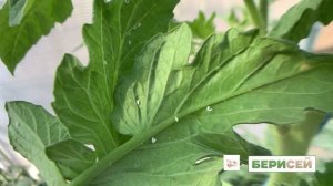 Белокрылка в теплице??? Какими препаратами бороться?