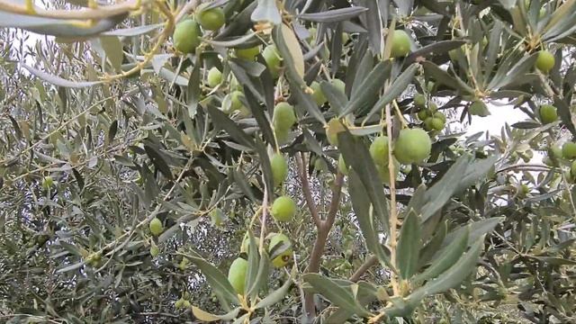 ДЕЛА САДОВЫЕ И НЕ ТОЛЬКО смотреть онлайн
