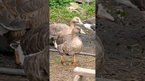 белолобые гуси на кормежке