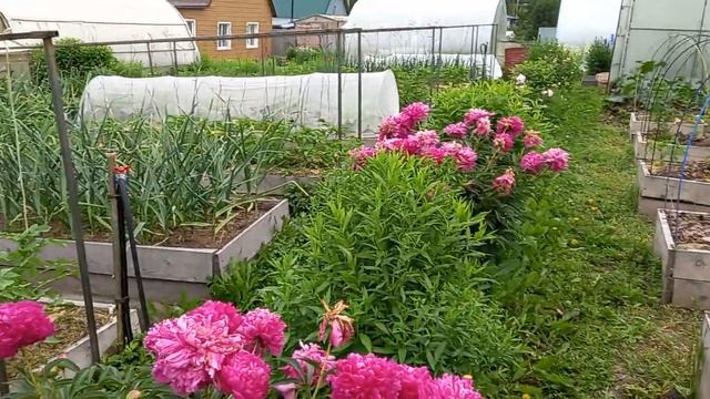 Картошка в ящиках,обзор ,подвязка,конструкция 7.07.24г. смотреть онлайн