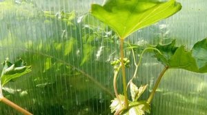 Результаты прививки винограда в боковой зарез через 2