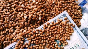 Зачем огородники сеют в октябре гречку ведь скоро зим?