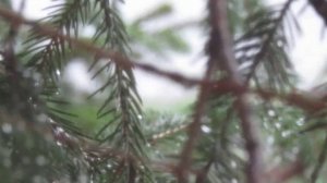 Релаксация.Дождь за окном