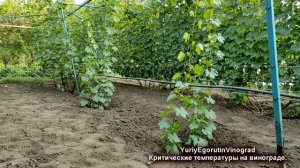 🍇 При каких температурах ПОГИБАЕТ ВИНОГРАД зимой, ве?
