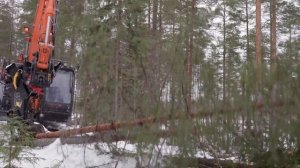 Валочная головка TMK 300 в работе