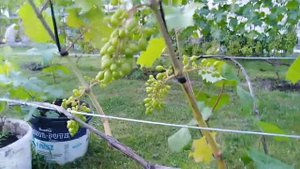 Этим болеет весь виноград , ещё одна обработка виногра