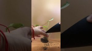 Бережная пересадка #монстеры Тайское созвездие, выращ