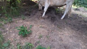 Корове и бычкам НЕЛЬЗЯ есть яблоки? КОГДА? И ПОЧЕМУ?