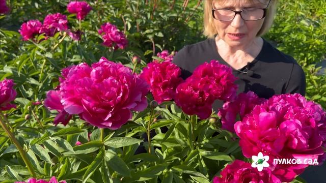 Пион Офелия. Пулков сад (2025 г.) смотреть онлайн