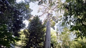 Тропический Ботанический сад, Лиссабон/TROPICAL BOTANICAL GARDEN,