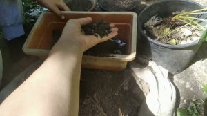 Клубника на подоконнике ,часть 1