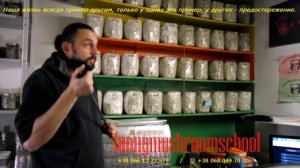 Мицелий РЕЙШИ, характеристика и выращивание грибов