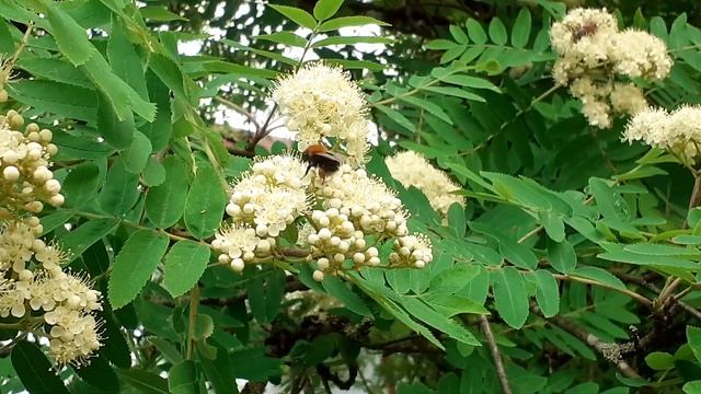 Шмель и цветки рябины. смотреть онлайн