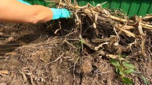 Готовим грядки осенью | Подготовка огорода к зиме | Как