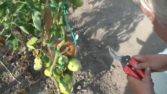 Томат Розовый мед от Сибирского сада в открытом грунт?