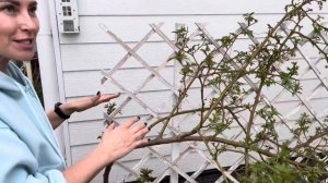 Метод подвязки роз Сиссингхёрст