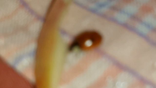 как божья коровка ест яблоко смотреть онлайн