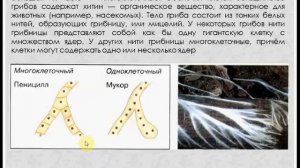 Общая характеристика грибов. Биология 5 класс