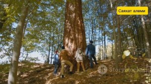 Деревья долгожители