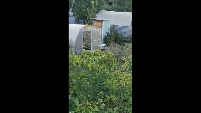 Поликарбонат или профлист? Что выбрать на покрытие на?