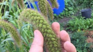 Злак Сетария щетинистая