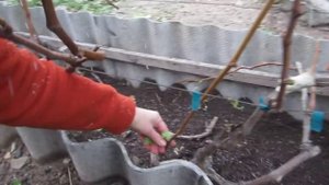 Обрезка взрослого куста винограда.