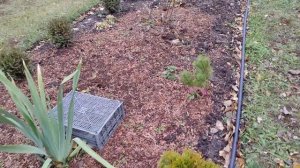 Укрывать Розы или окучивать?