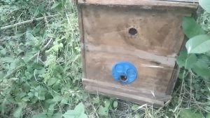 Ловля роев. Можно ли поймать пчел только на одни полос?