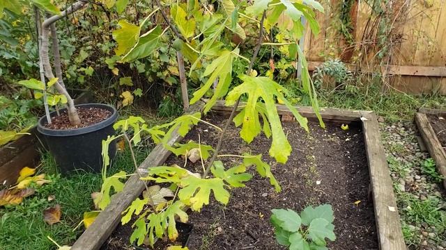 Инжир, как Вырастить. November 3, 2024 смотреть онлайн