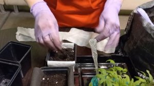 РАССАДА ТОМАТОВ. КАК и КОГДА ПИКИРОВАТЬ?